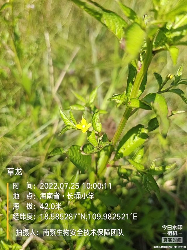 草龙