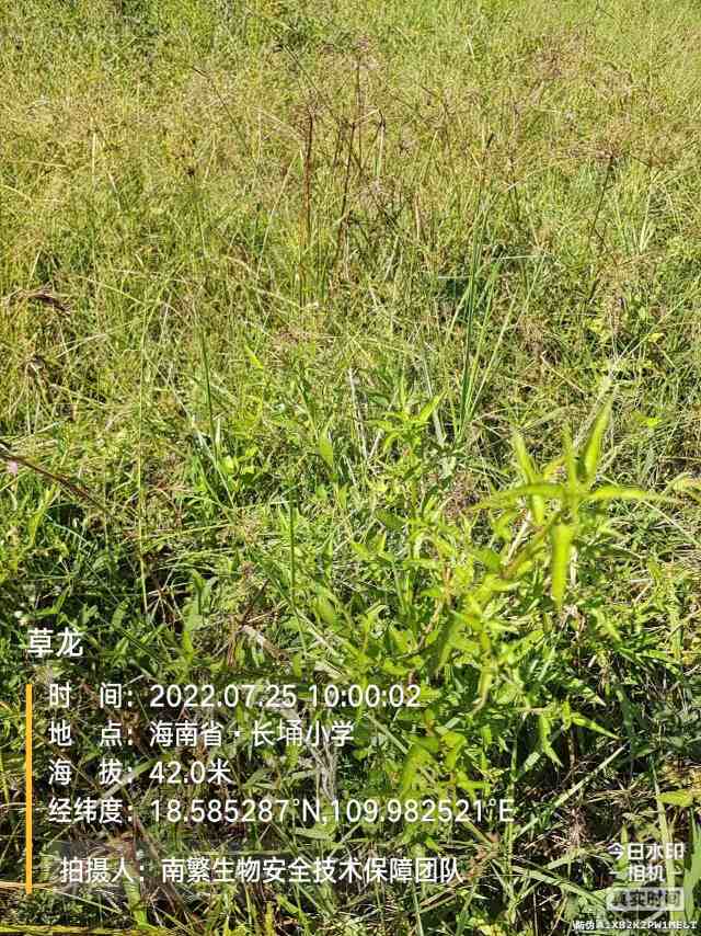 草龙