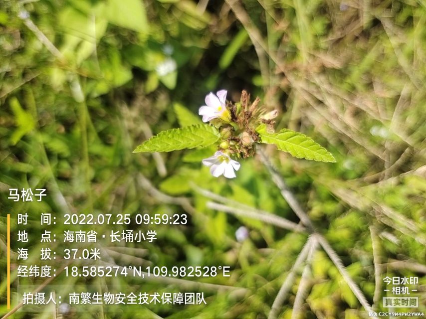 马松子