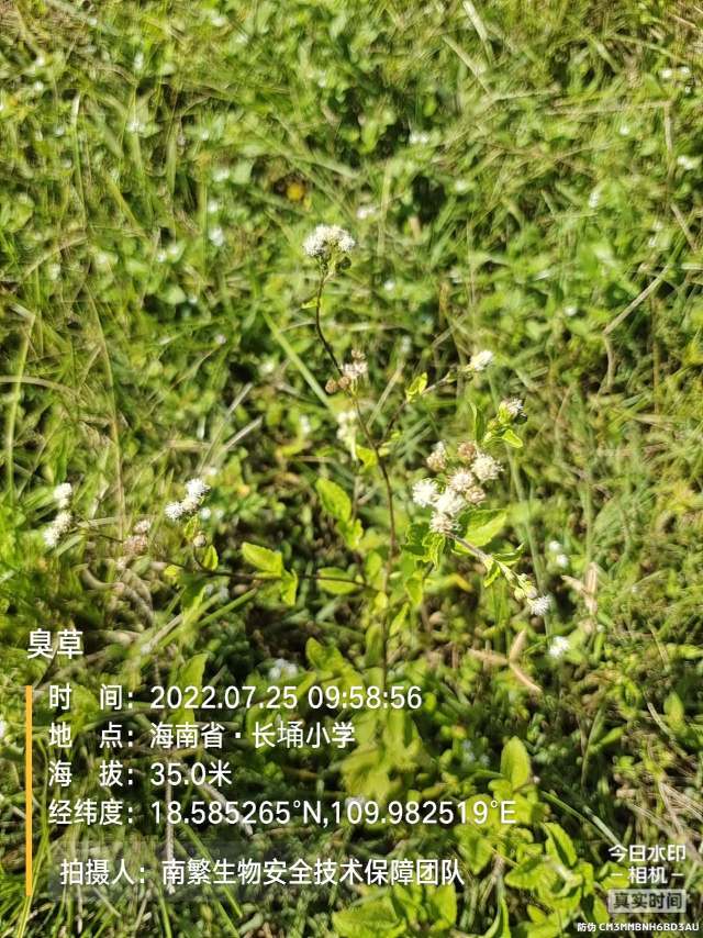 臭草