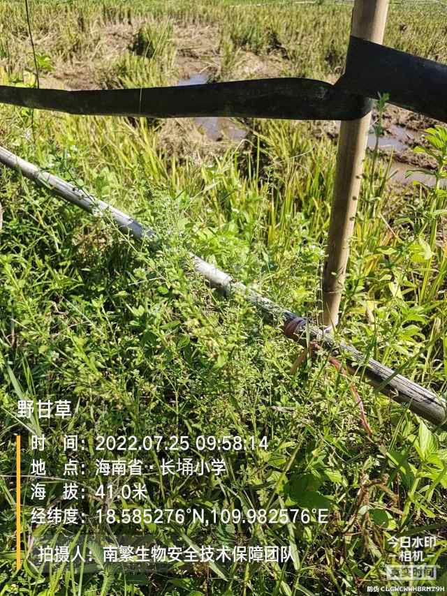 野甘草