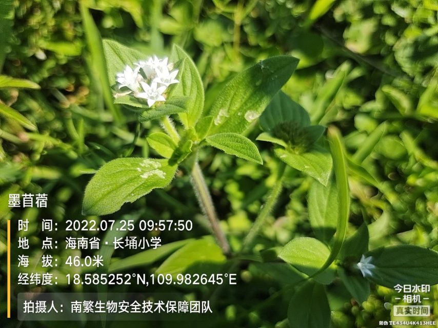 墨苜蓿