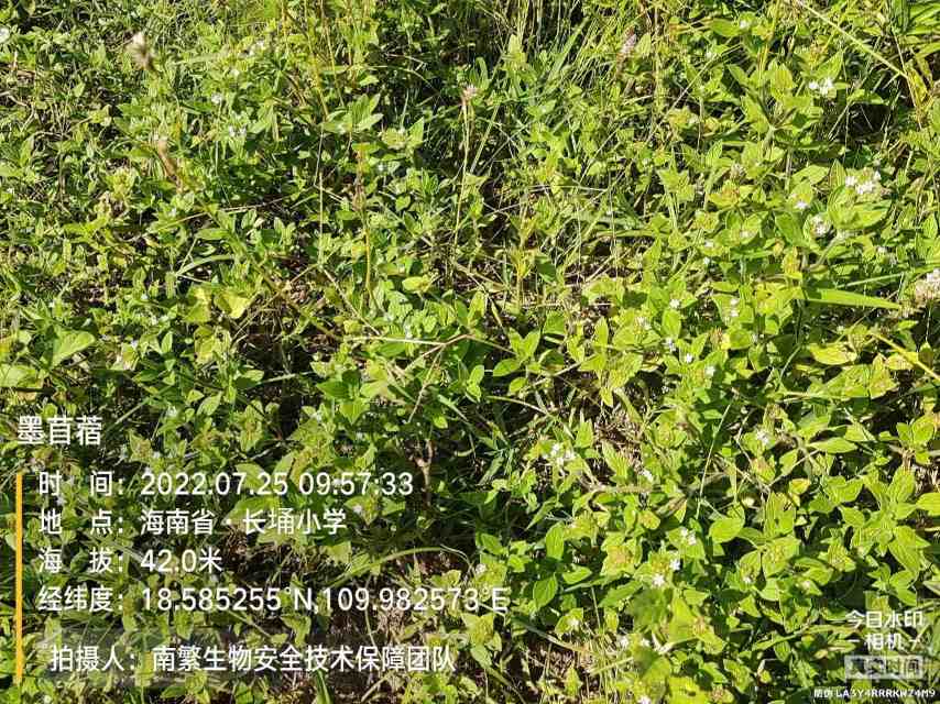 墨苜蓿