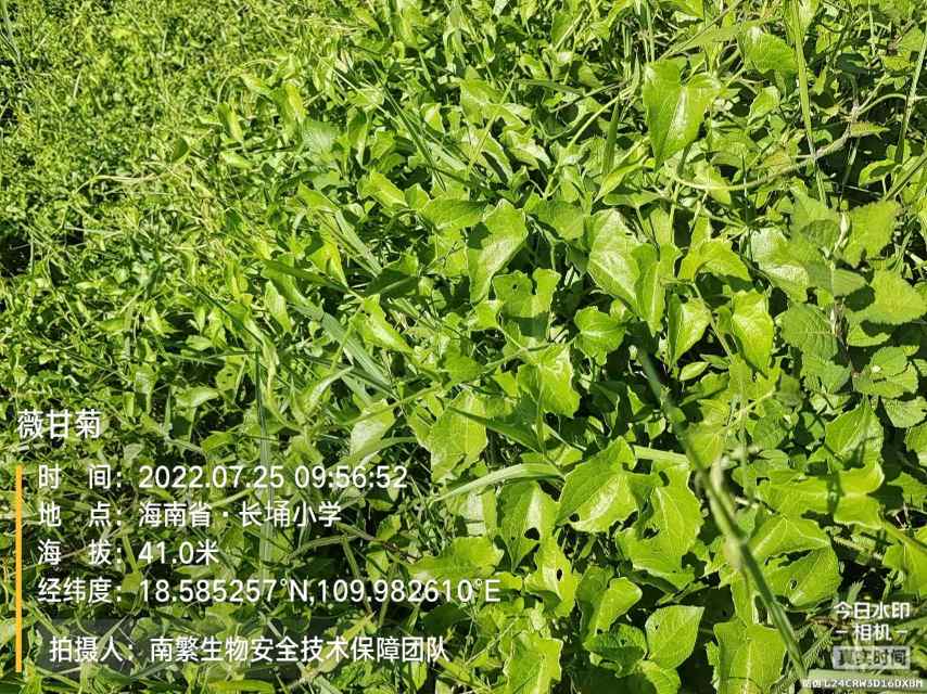 薇甘菊