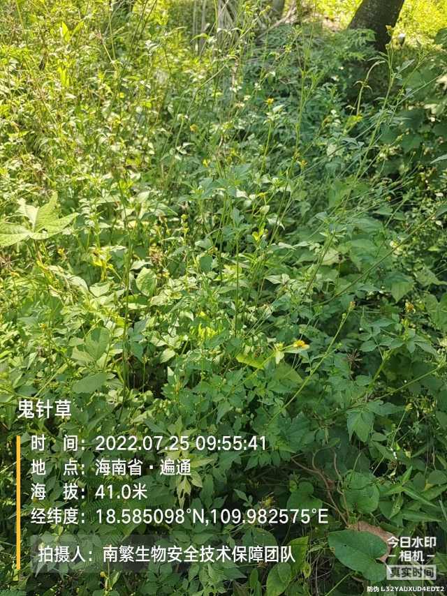 鬼针草