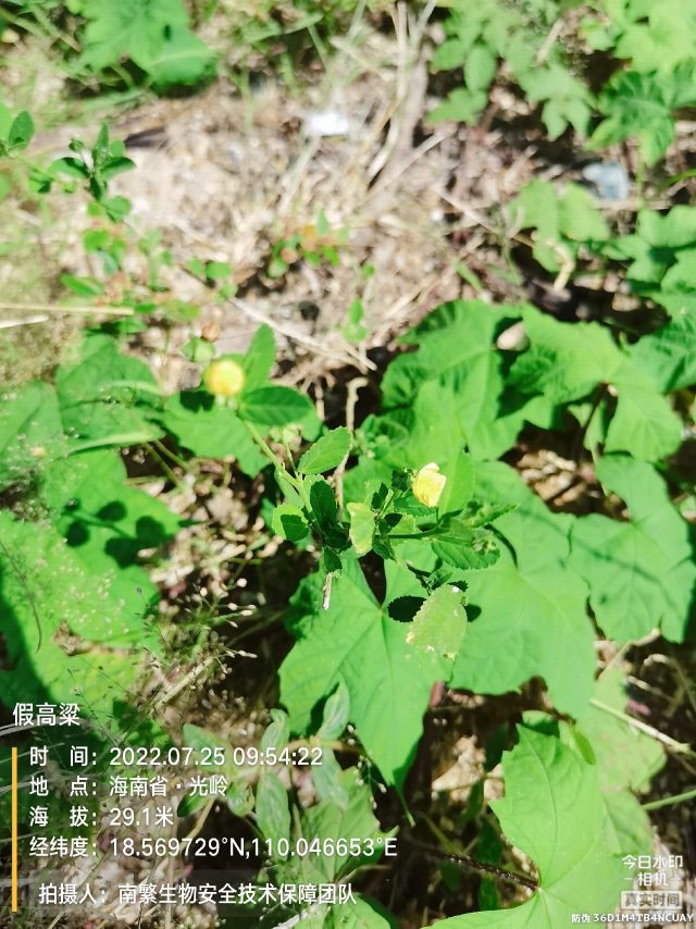 假高粱