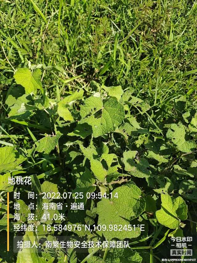 地桃花