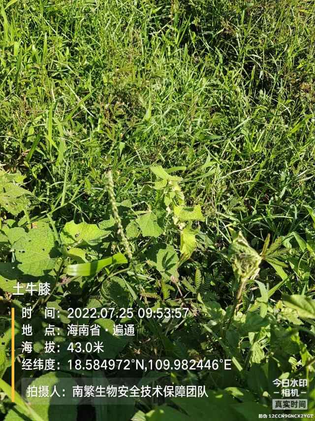 土牛膝