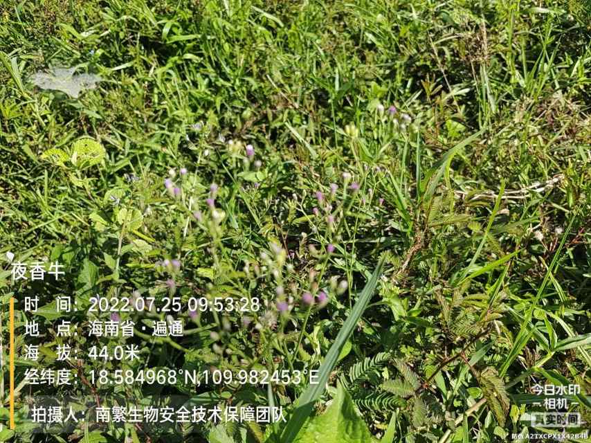 夜香牛