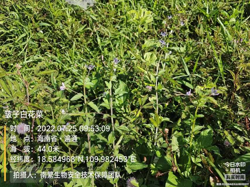 皱子白花菜
