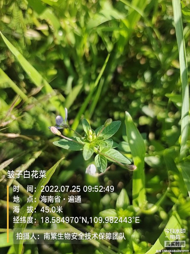 皱子白花菜