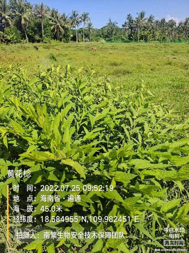 黄花棯