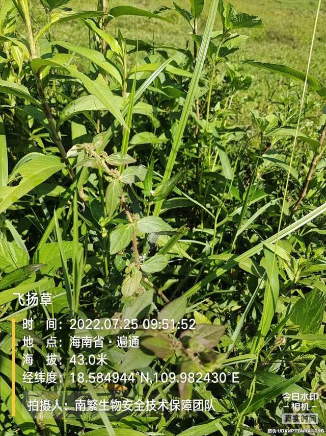 飞扬草