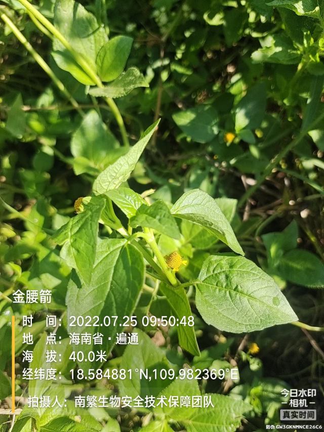 金腰箭