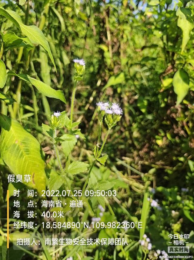 假臭草