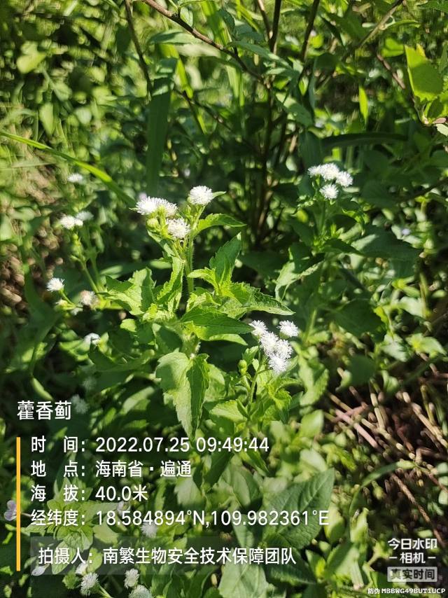 藿香蓟