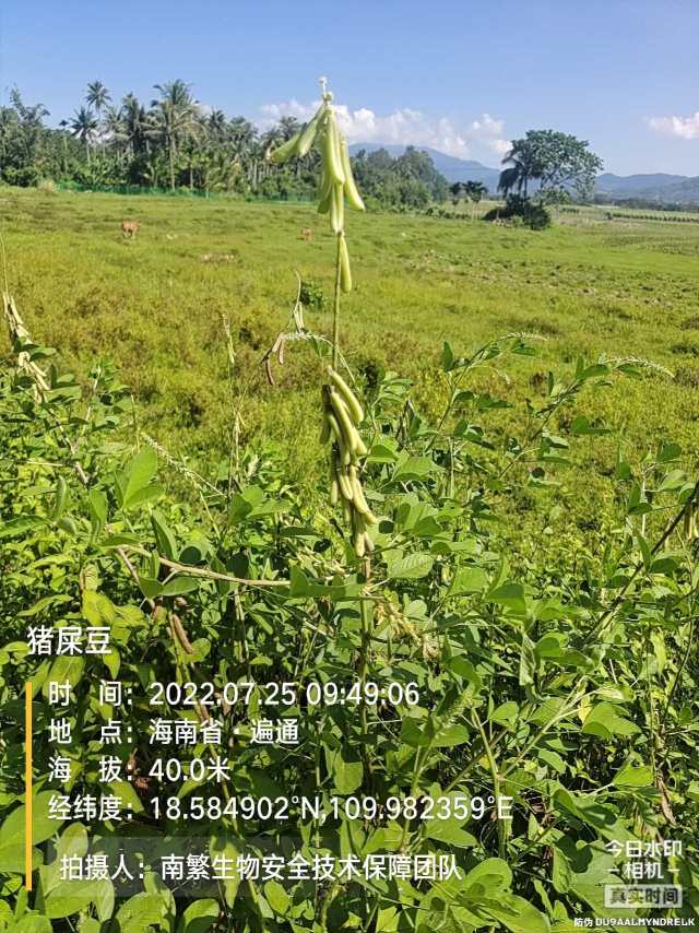 猪屎豆