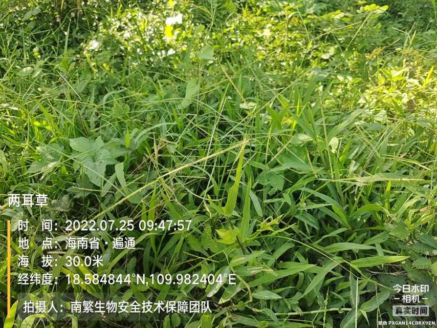 两耳草