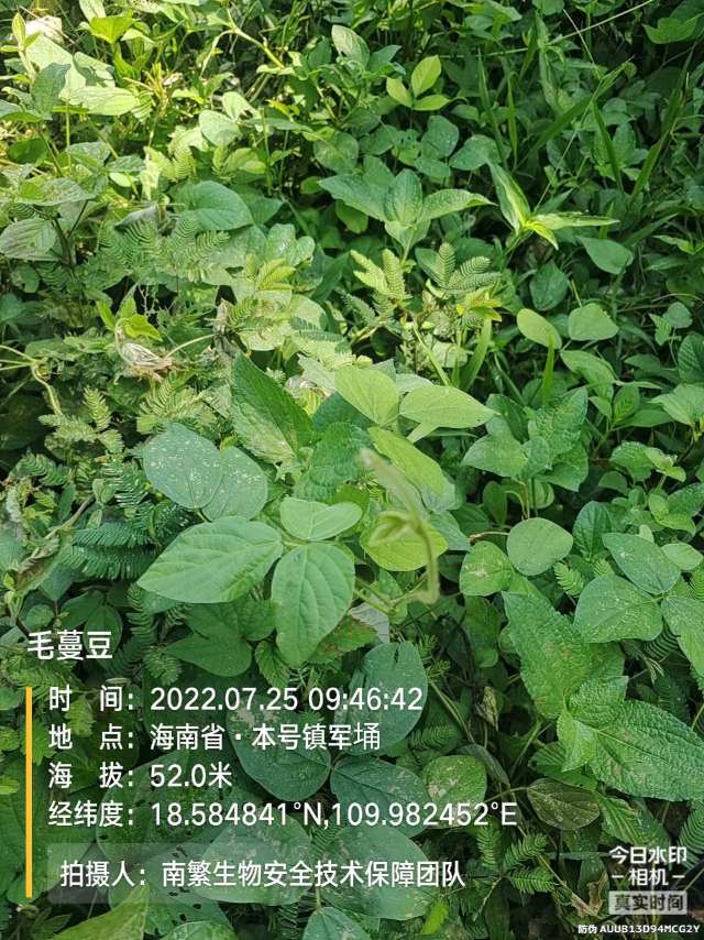 毛蔓豆