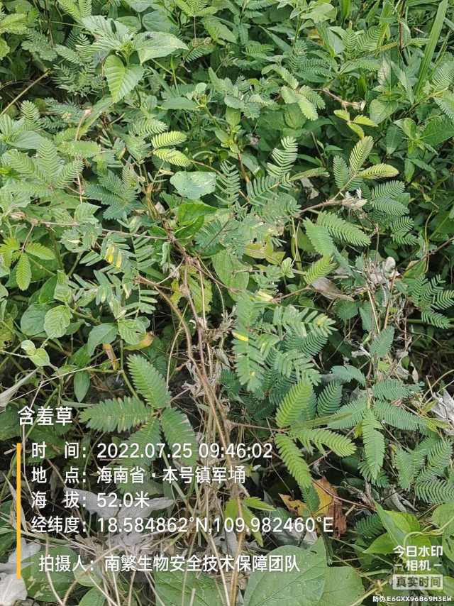 含羞草