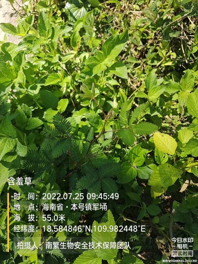 含羞草