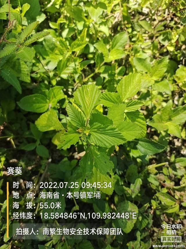 赛葵