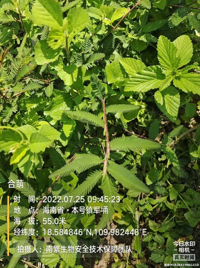 合萌