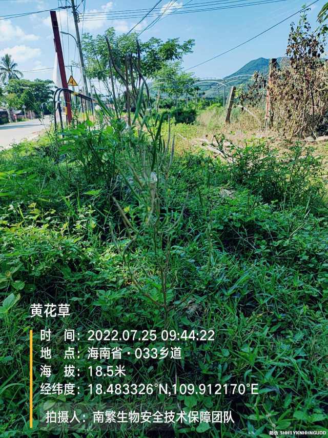 黄花草