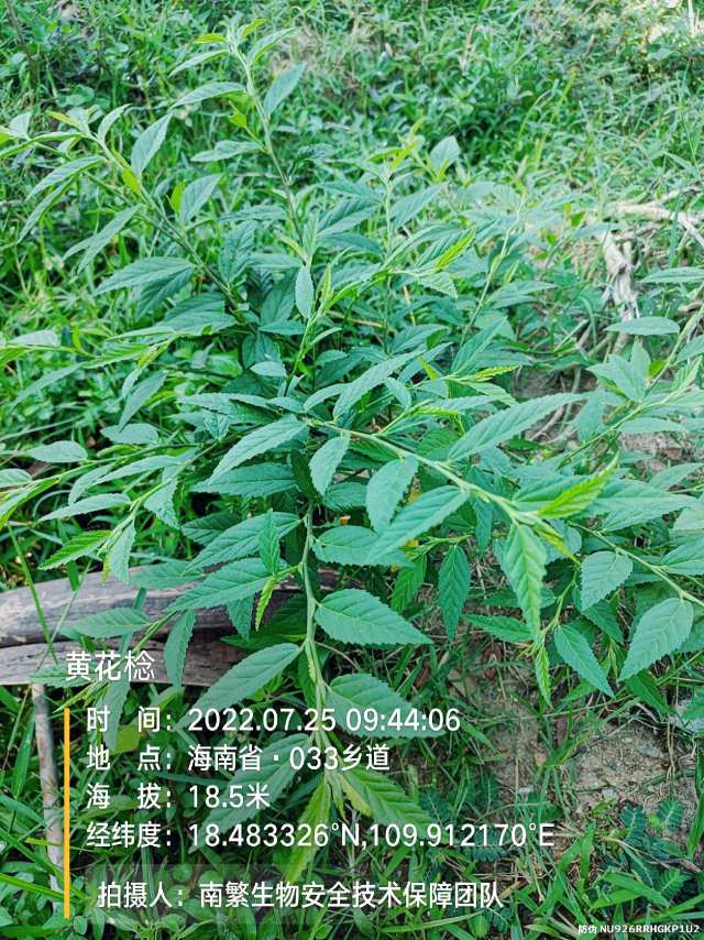 黄花棯