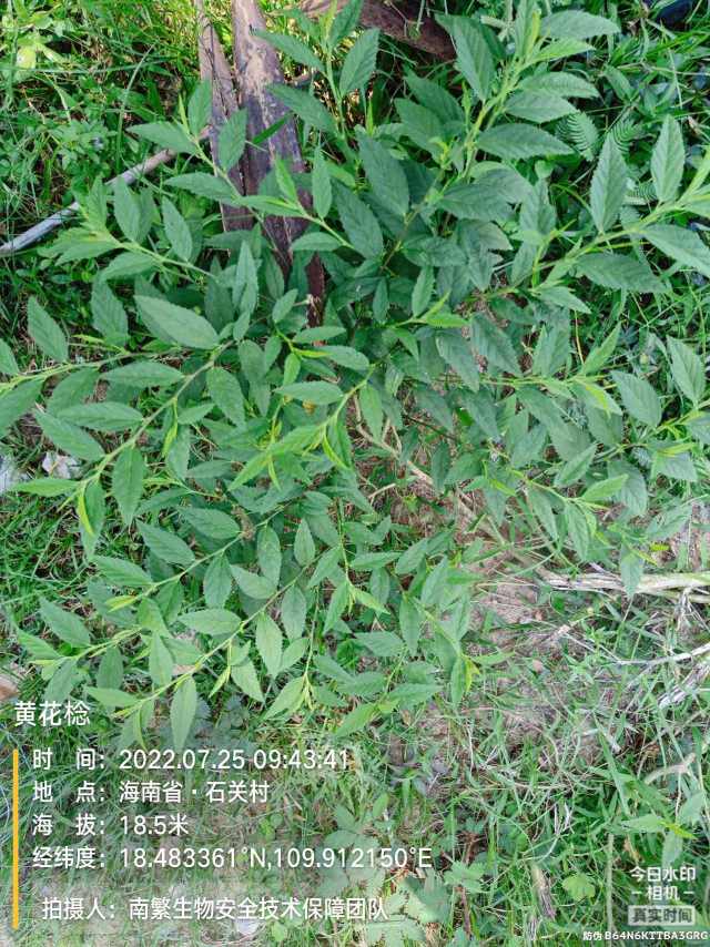 黄花棯