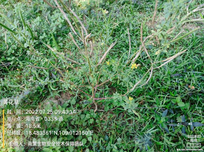 黄花草