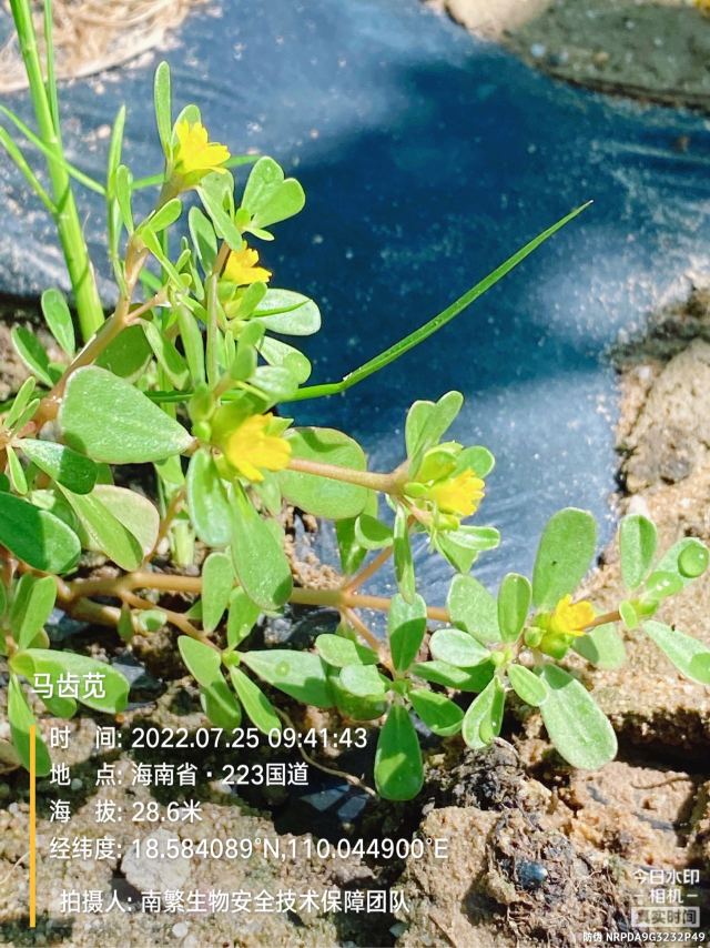 马齿苋