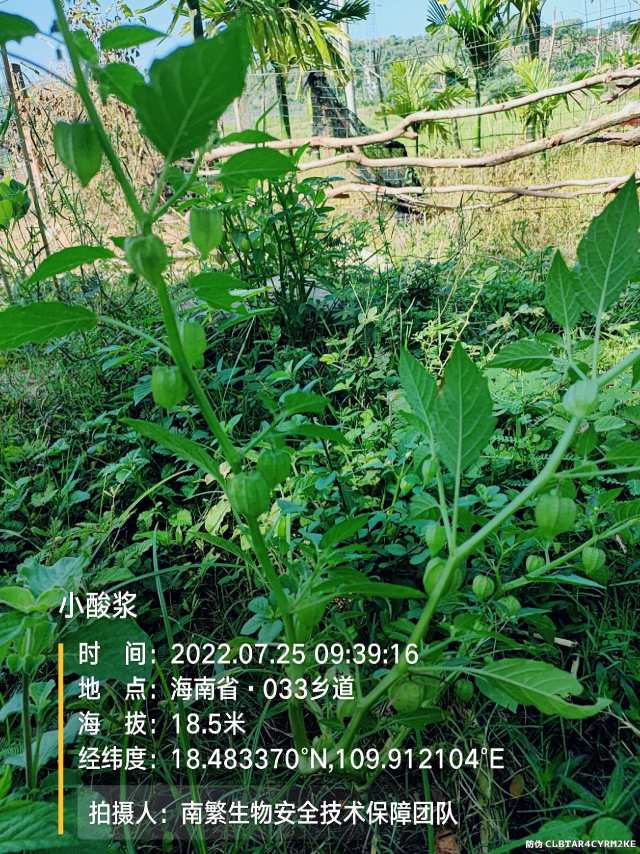 小酸浆
