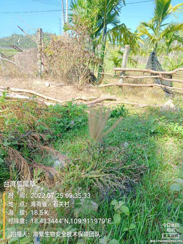 台湾狐尾草