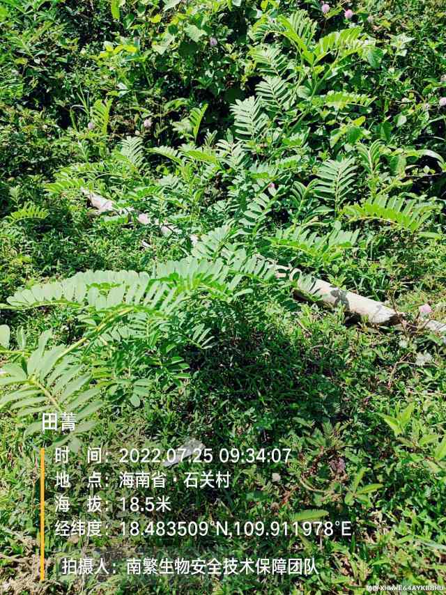 田菁