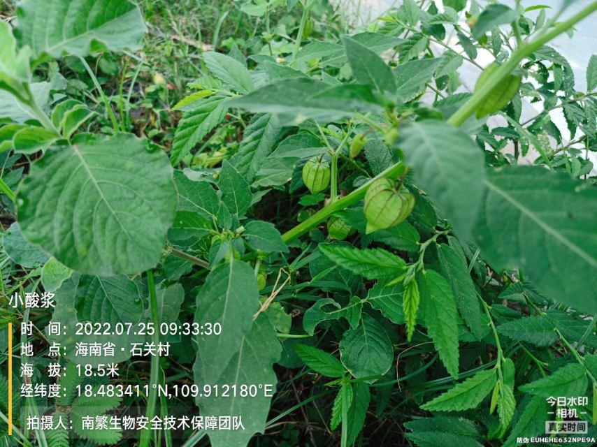 小酸浆