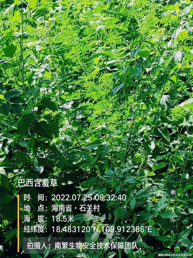 巴西含羞草