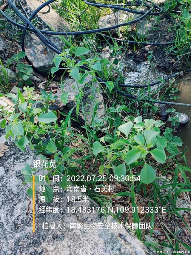 银花苋