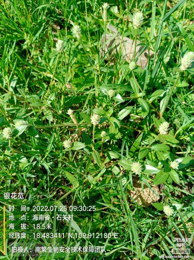 银花苋