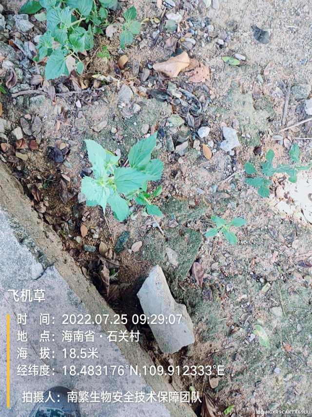 飞机草