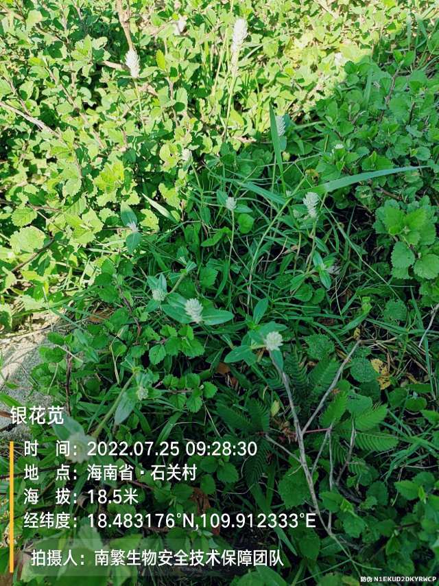 银花苋