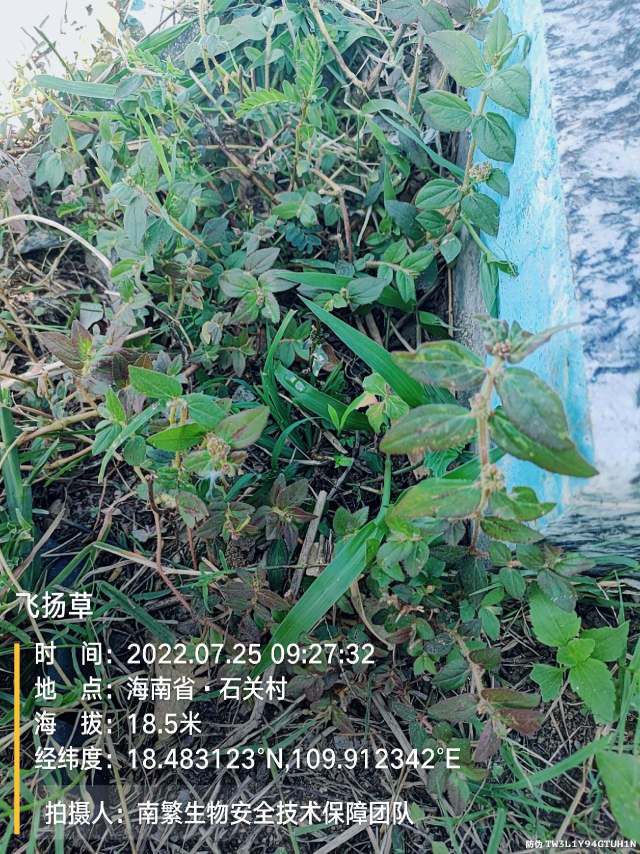 飞扬草