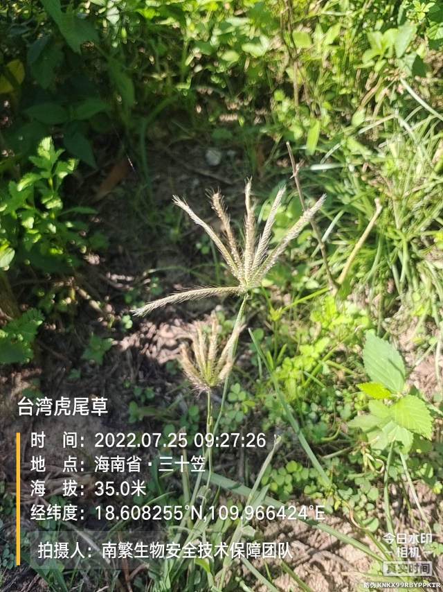 台湾虎尾草