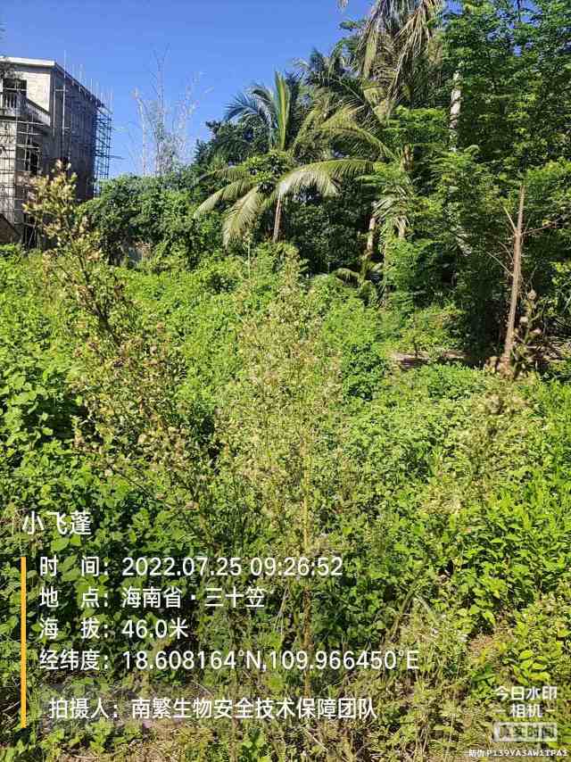 小飞蓬