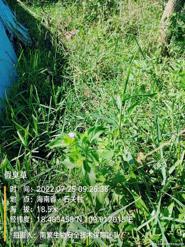 假臭草