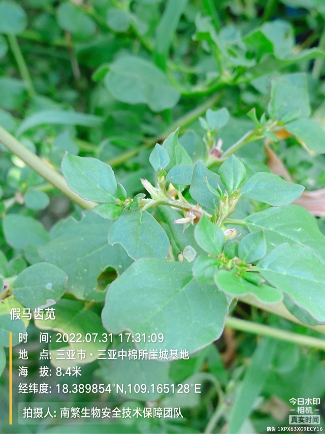 假马齿苋