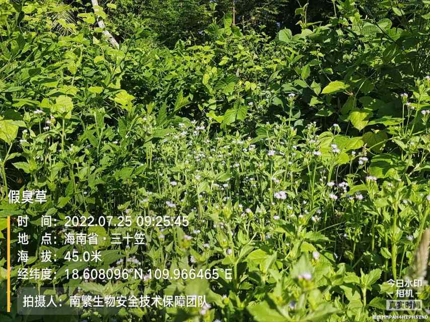 假臭草