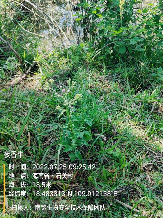 夜香牛