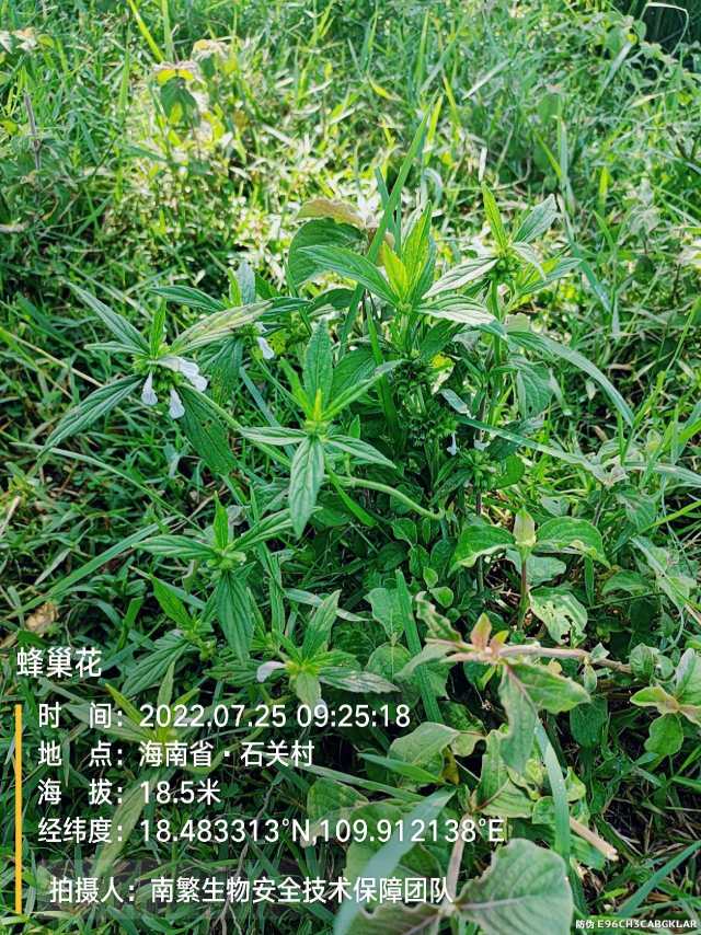 蜂巢花