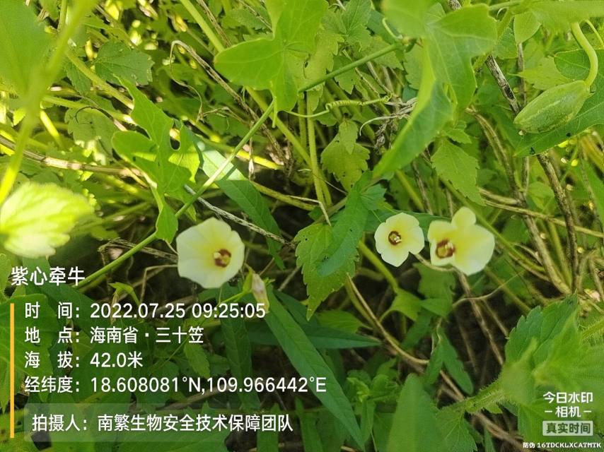 紫心牵牛